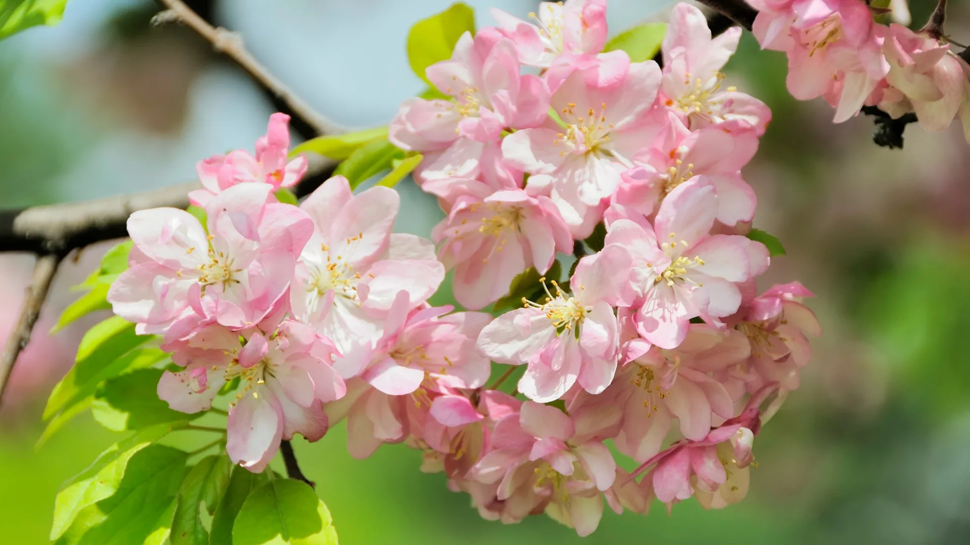 Close-up of pink Crabapple (Malus floribunda) blossoms in spring, a low maintenance flowering tree ideal for South African gardens with cooler climates.