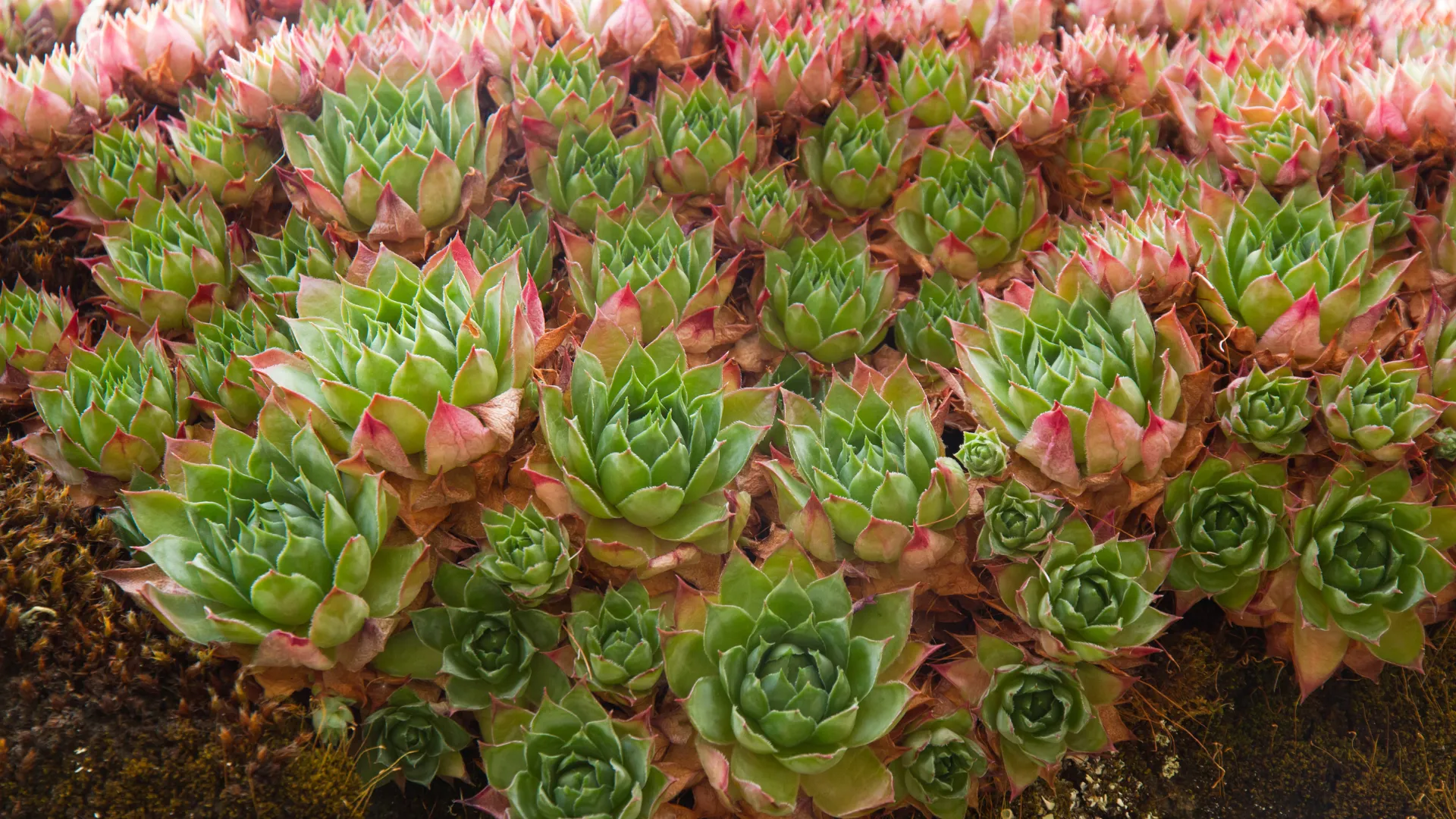 Cluster of Hens and Chicks (Sempervivum) succulents with green rosettes and red tips, ideal low maintenance groundcover for dry South African gardens.