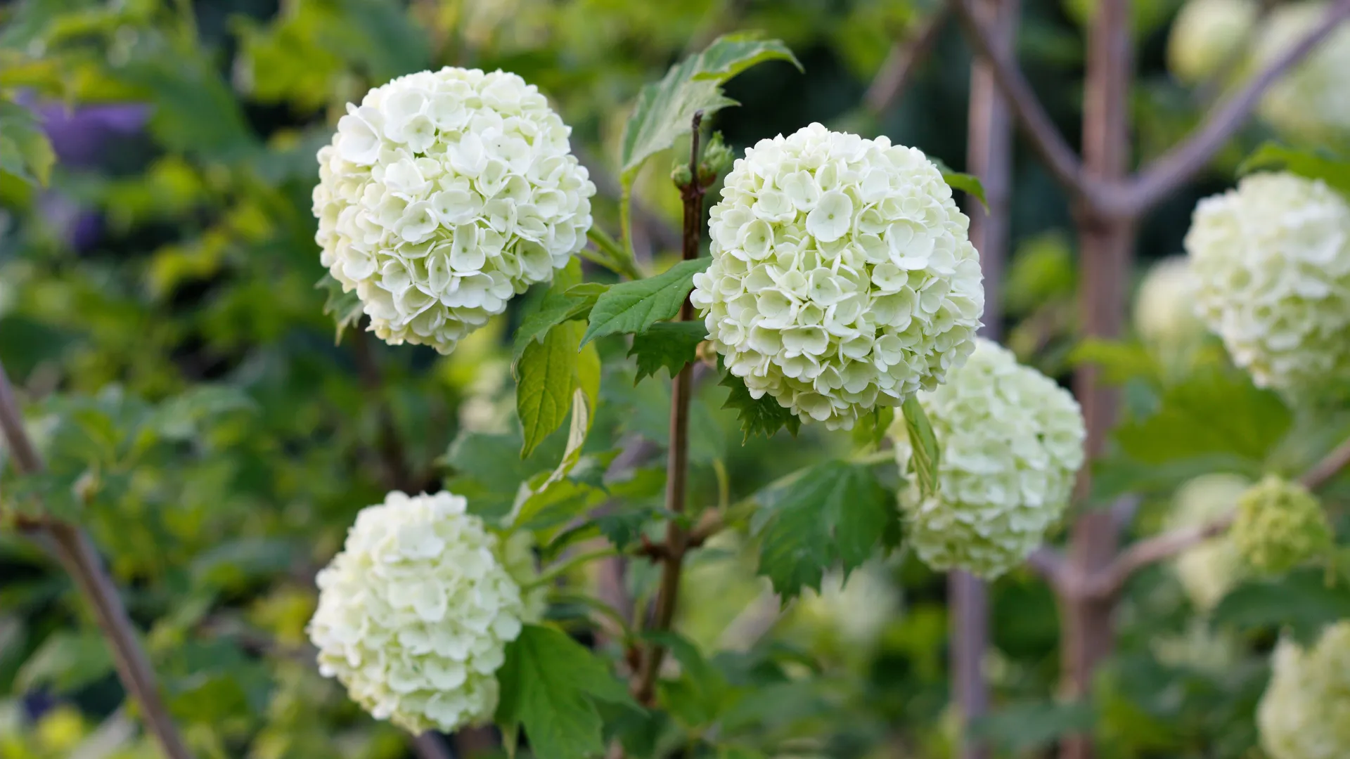 Close-up of Viburnum plicatum shrub with white snowball-like blooms in a low maintenance South African garden.