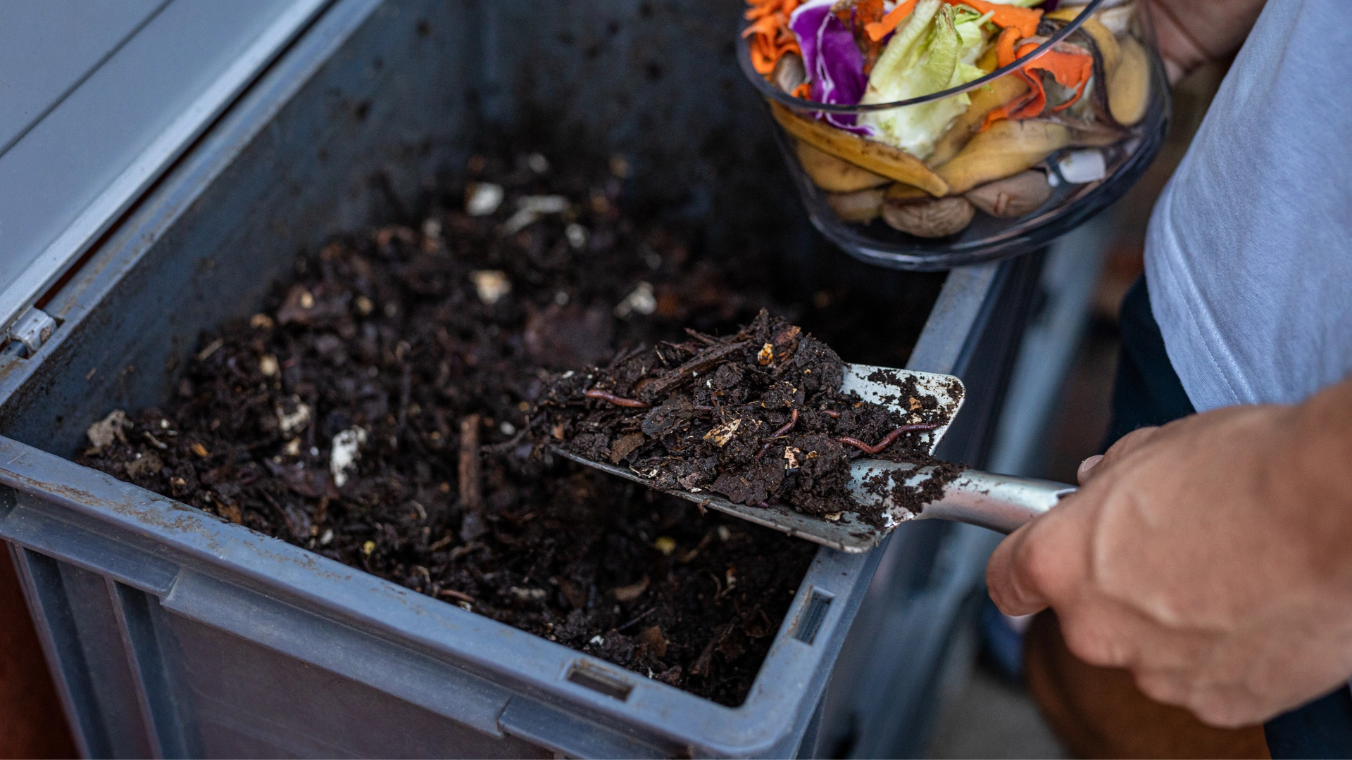 Thriving worm farm with red wiggler worms producing compost castings