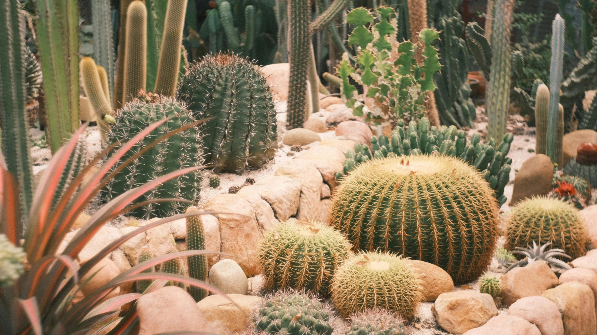 Desert cactus garden with round and columnar cacti among rocks and gravel.