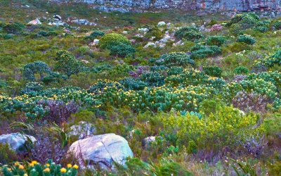 Soil & Plant Considerations for South African Landscapes: A Professional Guide