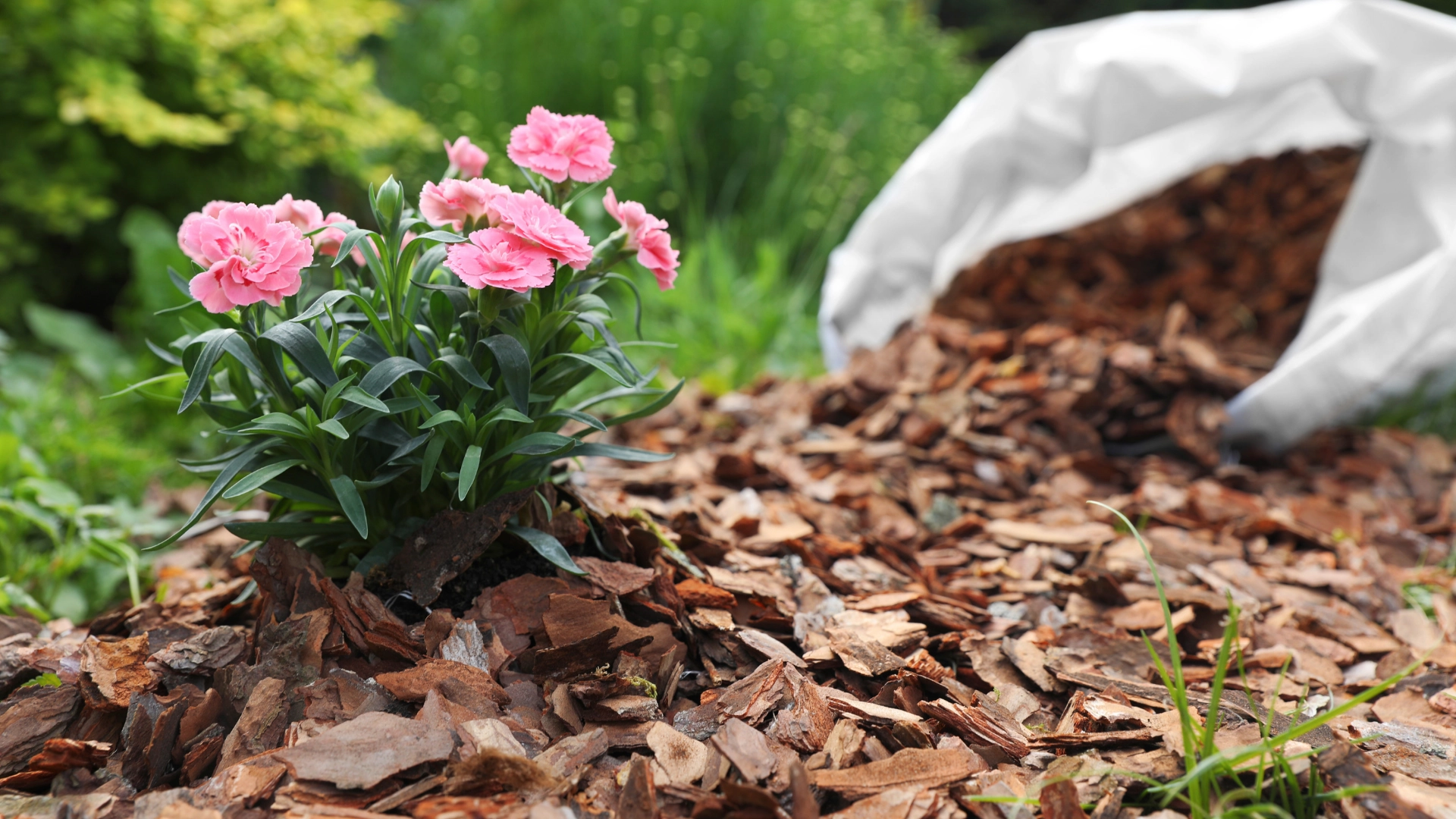 Pink carnations growing in a garden bed surrounded by brown mulch with a white mulch bag in the background.