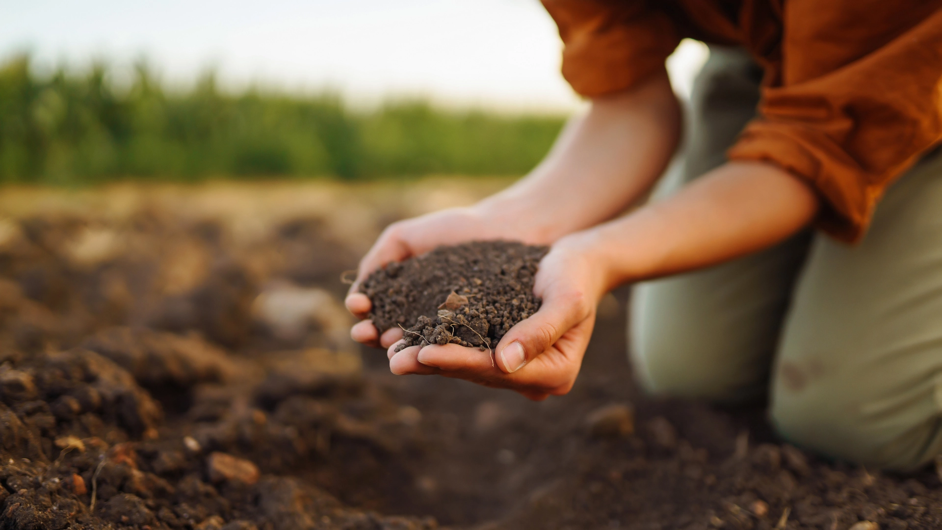Hands cupping dark soil in a field, ready for planting.