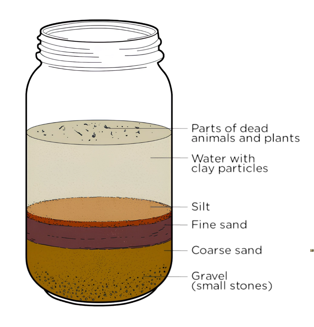Cross-section of a jar showing soil layers: gravel, coarse sand, fine sand, silt, water with clay particles, and the top layer labeled 'parts of dead animals and plants'.