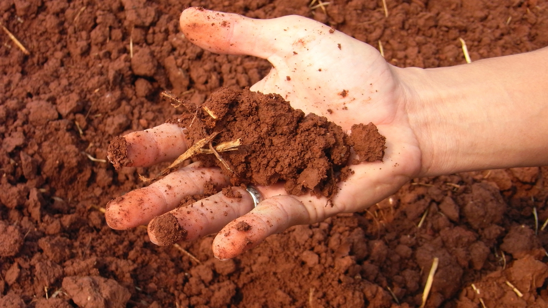 A hand cupping a clump of rich red soil with small roots sticking out of it.