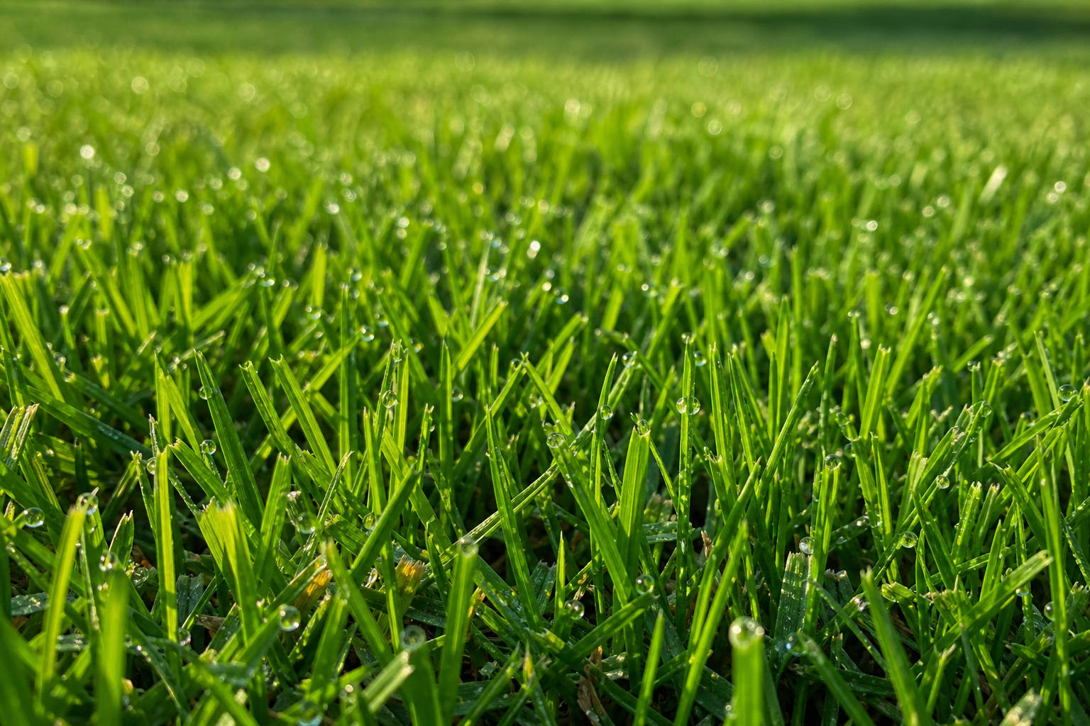 Healthy Kikuyu lawn established from seed in a Cape Town garden
