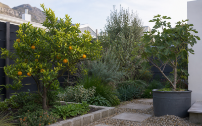 Fruit and Nut Trees in South Africa: What to Plant